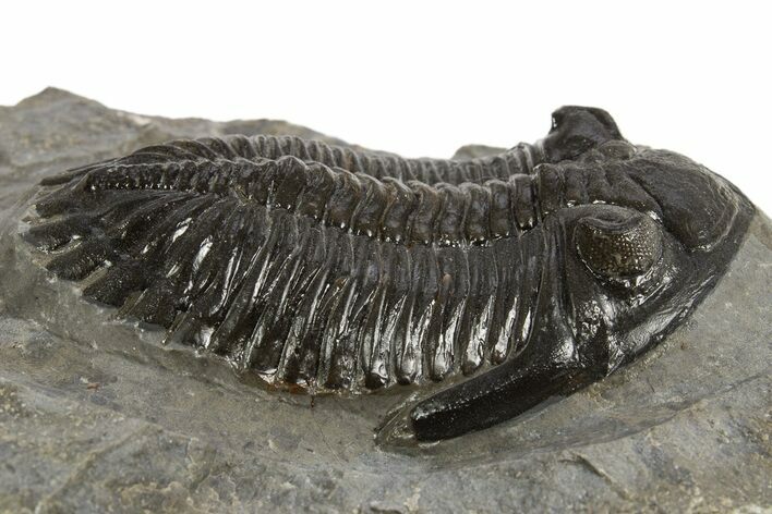 Detailed Hollardops Trilobite Fossil - Ofaten, Morocco #326000